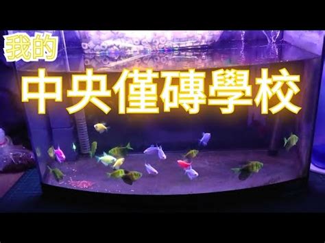 金磚魚混養